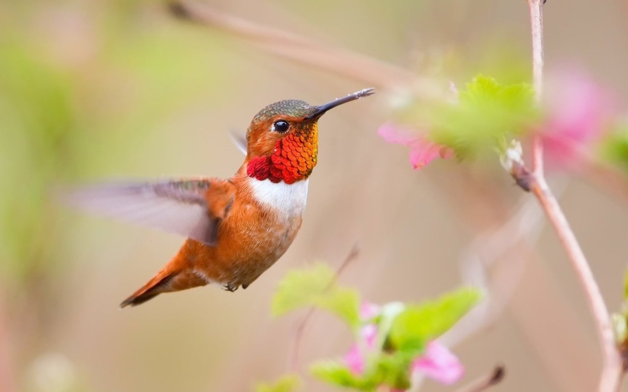 Обои цветы, птица, клюв, перья, колибри, размытие, flowers, bird, beak, feathers, hummingbird, blur разрешение 1920x1080 Загрузить