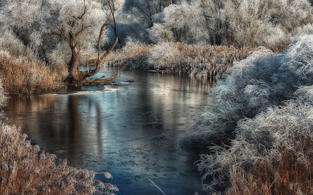 Обои деревья, река, растения, иней, камыш, trees, river, plants, frost, reed разрешение 2048x1364 Загрузить