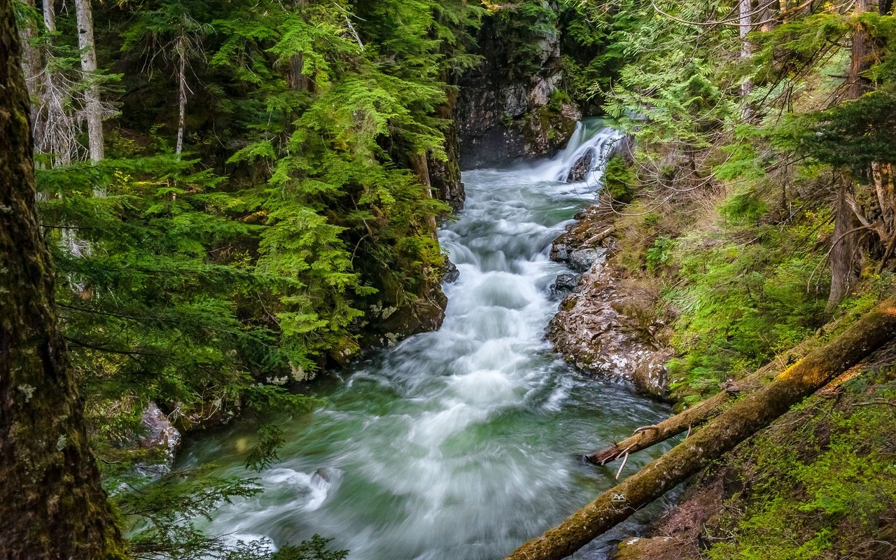 Обои деревья, сша, река, denny creek, лес, хвоя, ветки, стволы, вашингтон, поток, trees, usa, river, forest, needles, branches, trunks, washington, stream разрешение 4256x2832 Загрузить