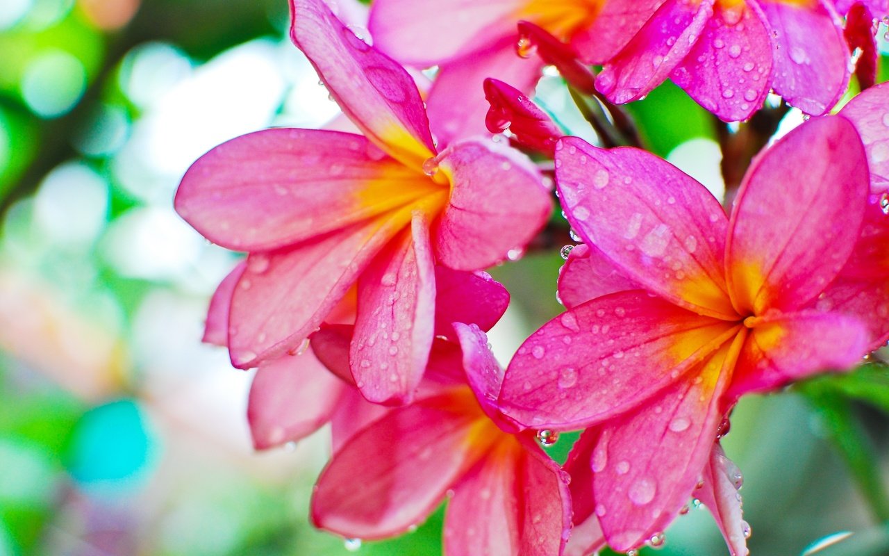 Обои цветы, роса, капли, плюмерия, flowers, rosa, drops, plumeria разрешение 3840x2571 Загрузить