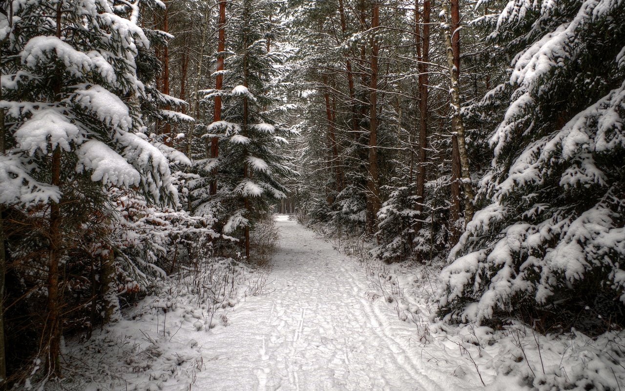 Обои деревья, снег, лес, зима, дорожка, ель, следы, хвойные, trees, snow, forest, winter, track, spruce, traces, coniferous разрешение 1920x1200 Загрузить