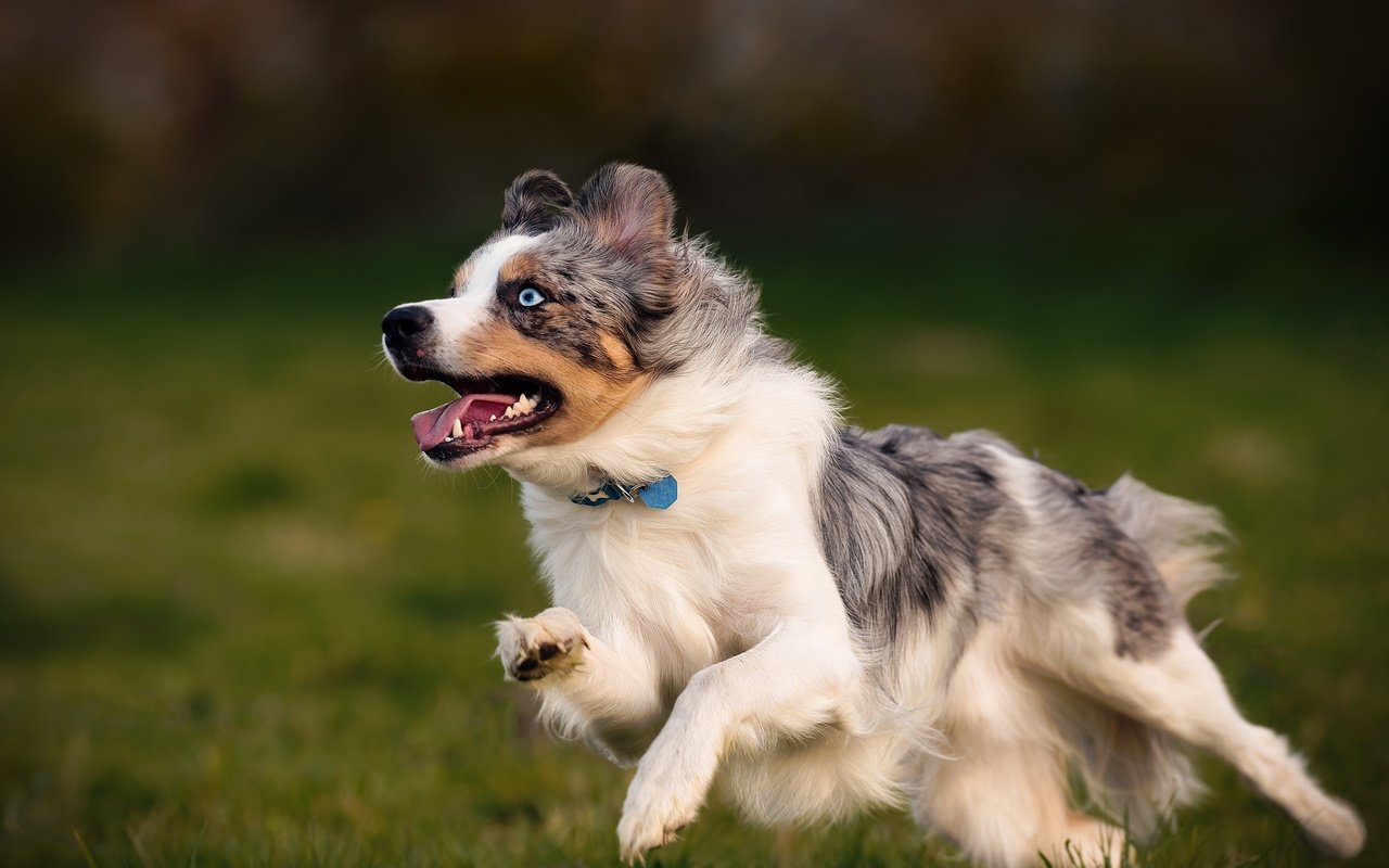 Обои собака, друг, австралийская овчарка, dog, each, australian shepherd разрешение 2048x1365 Загрузить