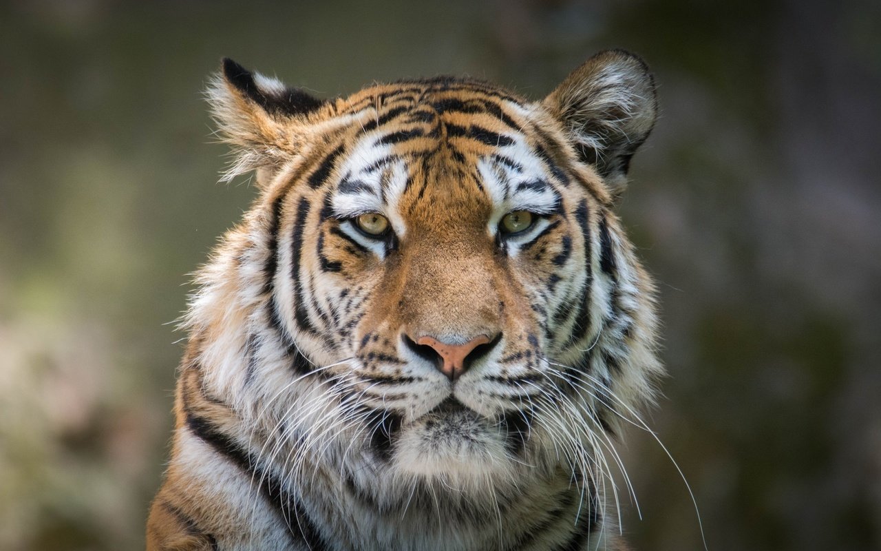 Обои тигр, морда, портрет, усы, взгляд, хищник, дикая кошка, tiger, face, portrait, mustache, look, predator, wild cat разрешение 2048x1280 Загрузить