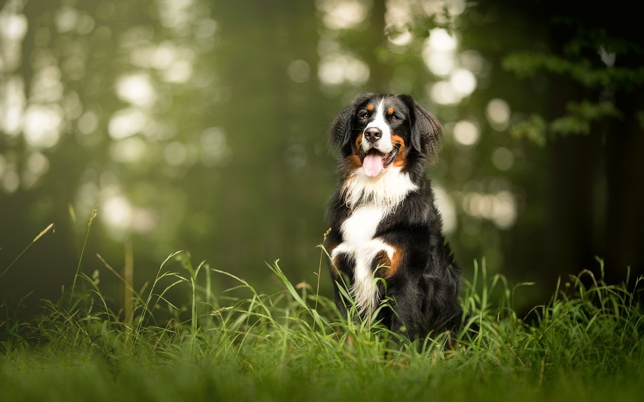 Обои морда, трава, взгляд, собака, язык, бернский зенненхунд, face, grass, look, dog, language, bernese mountain dog разрешение 2048x1326 Загрузить