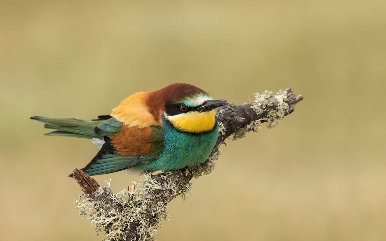 Обои ветка, птица, клюв, перья, щурка, пчелоед, золотистая щурка, branch, bird, beak, feathers, schurka, peeled, european bee-eater разрешение 2048x1365 Загрузить