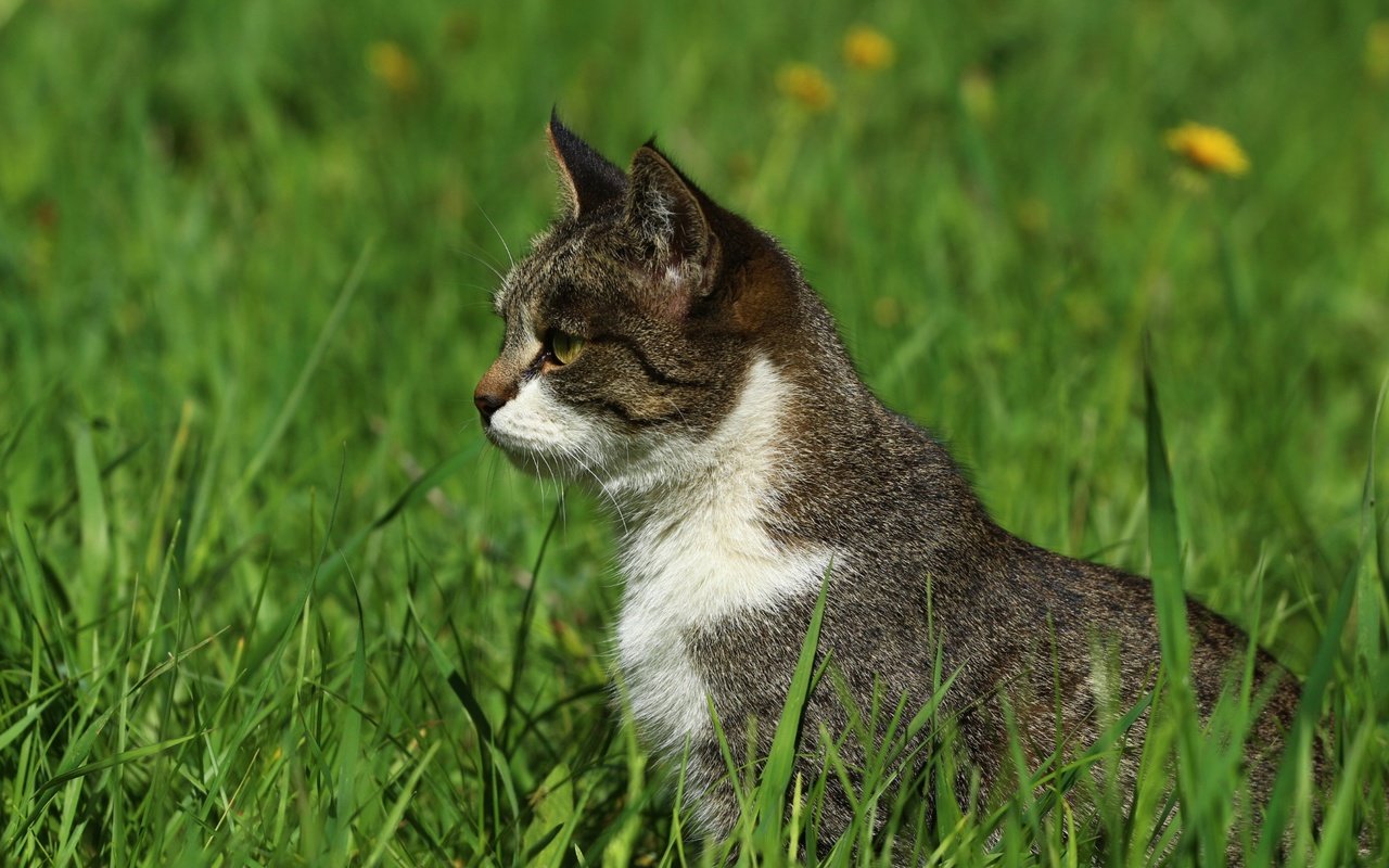 Обои трава, зелень, кошка, взгляд, профиль, травка, grass, greens, cat, look, profile, weed разрешение 1920x1280 Загрузить