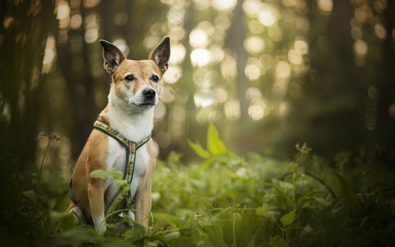 Обои зелень, собака, блики, luna, боке, dackelpup, greens, dog, glare, bokeh разрешение 2048x1367 Загрузить