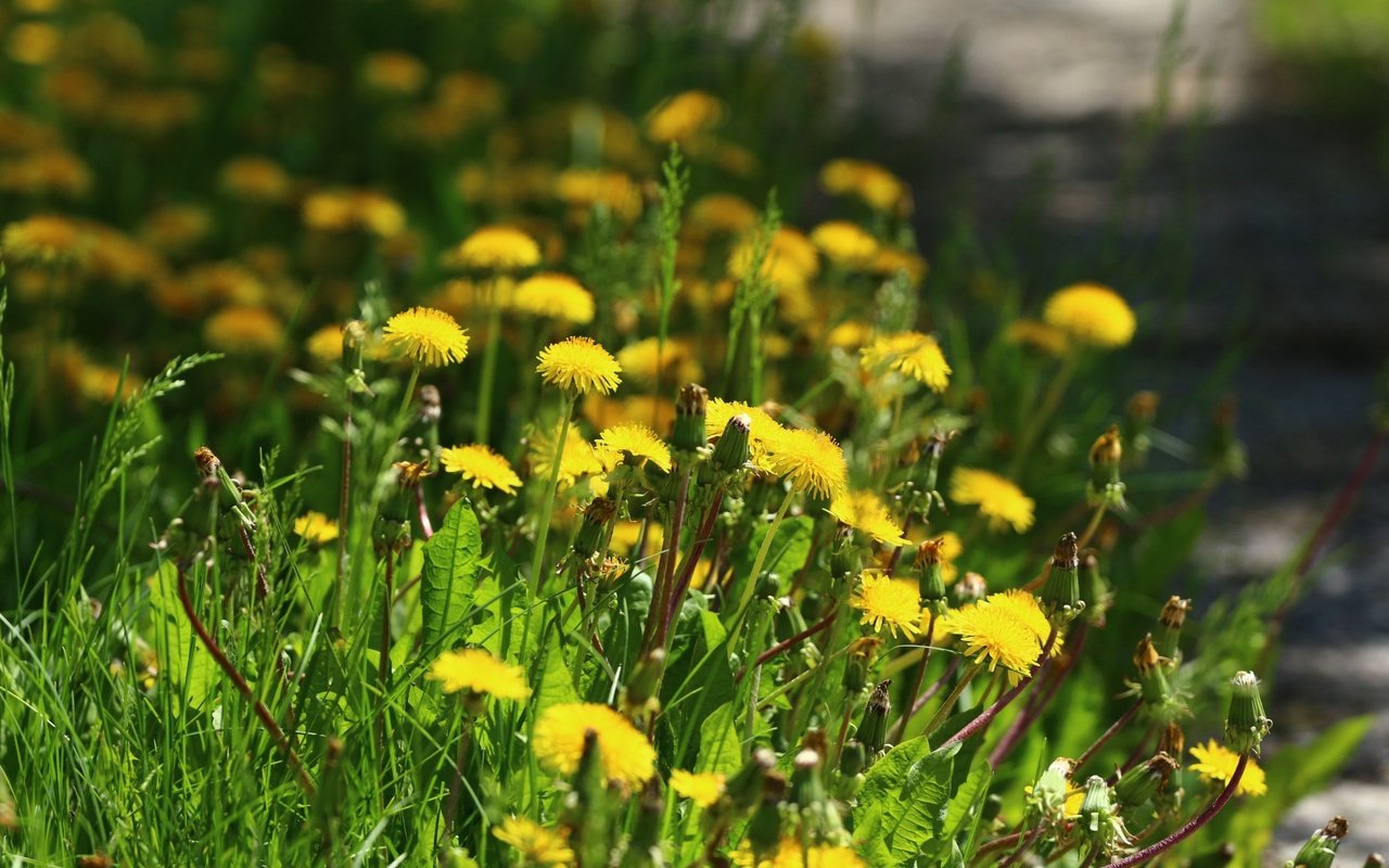 Обои цветы, зелень, травка, одуванчики, flowers, greens, weed, dandelions разрешение 1920x1280 Загрузить