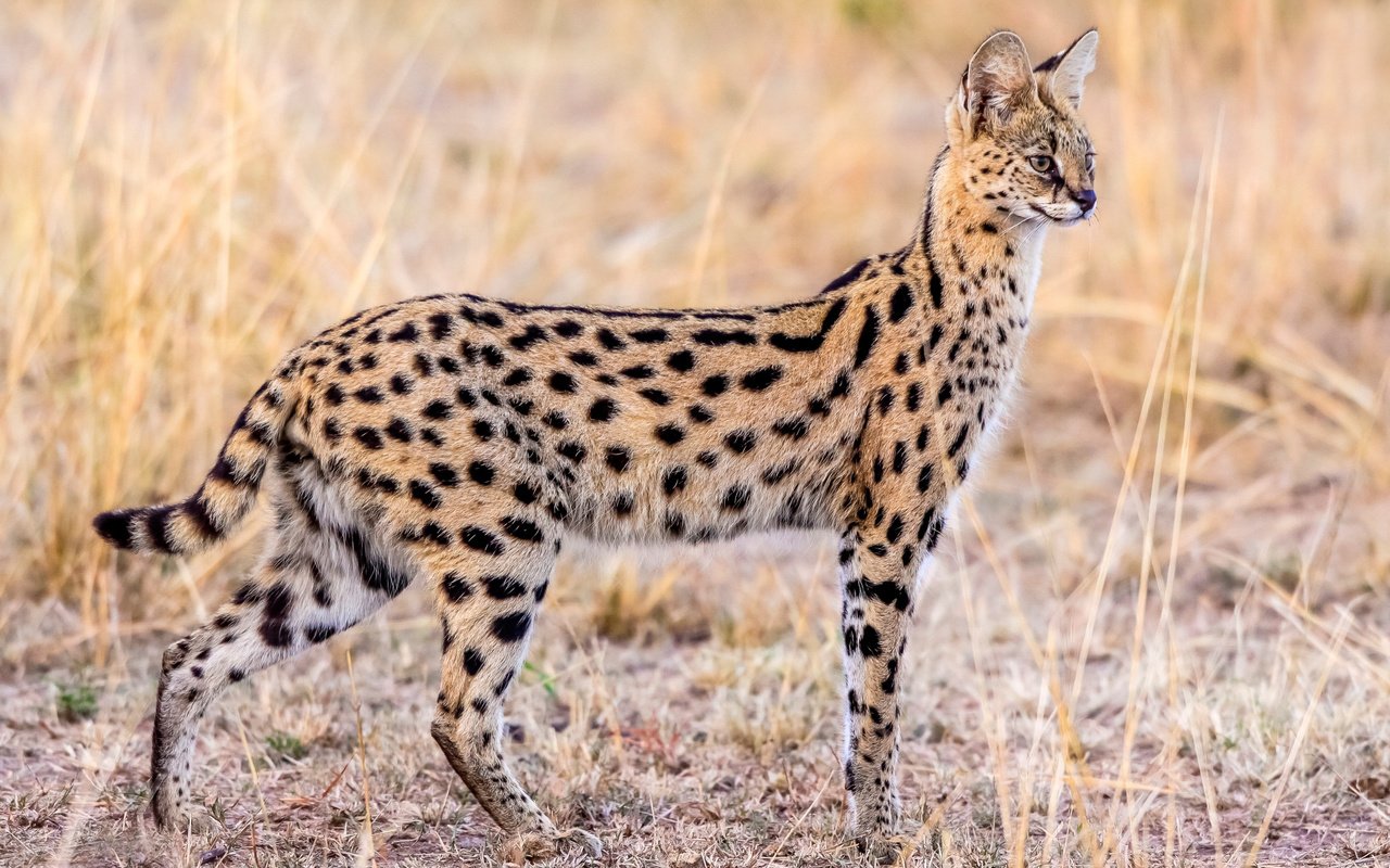 Обои животные, грация, сервал, animals, grace, serval разрешение 2500x1655 Загрузить