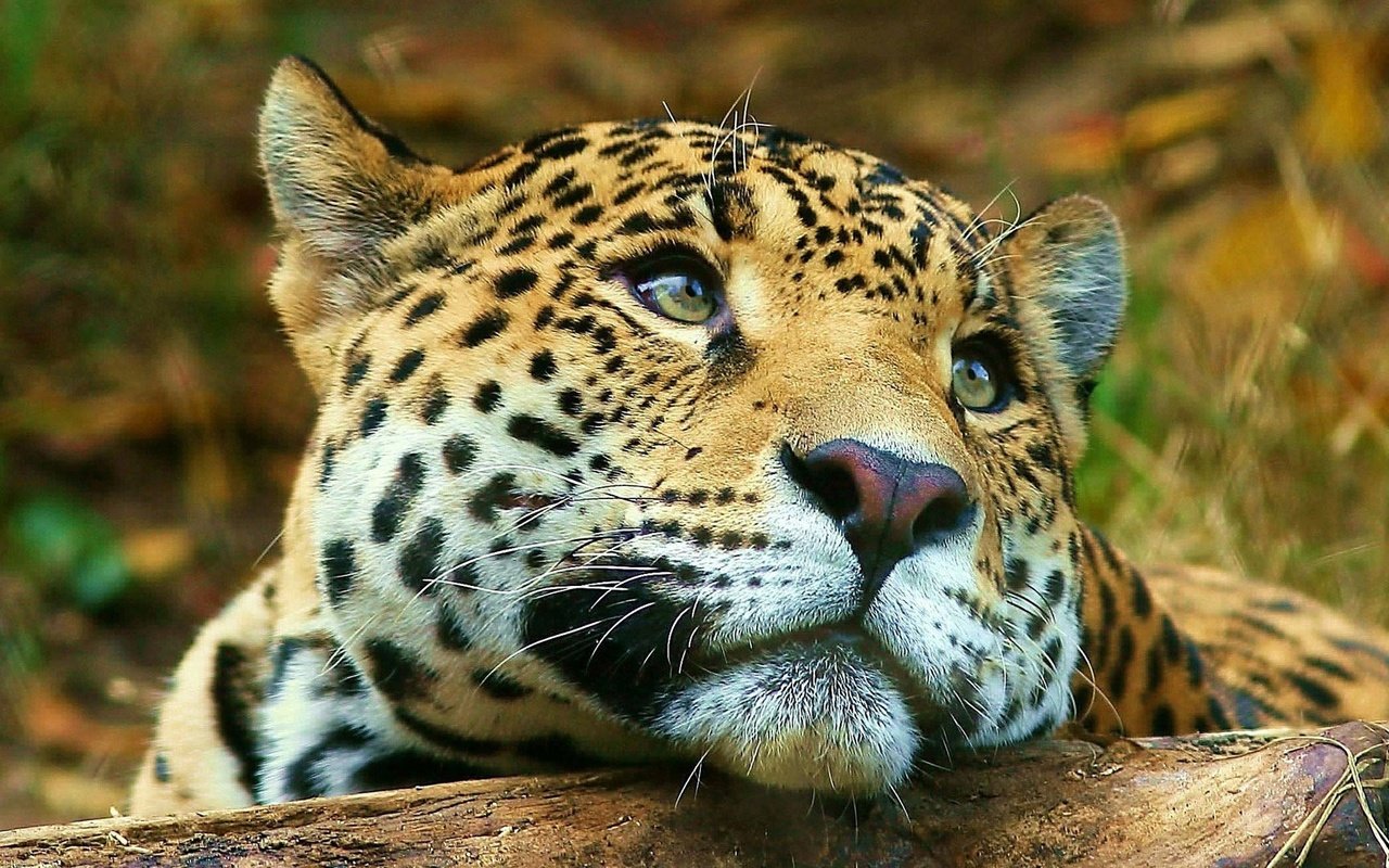 Обои морда, животные, взгляд, леопард, большая кошка, face, animals, look, leopard, big cat разрешение 1920x1080 Загрузить
