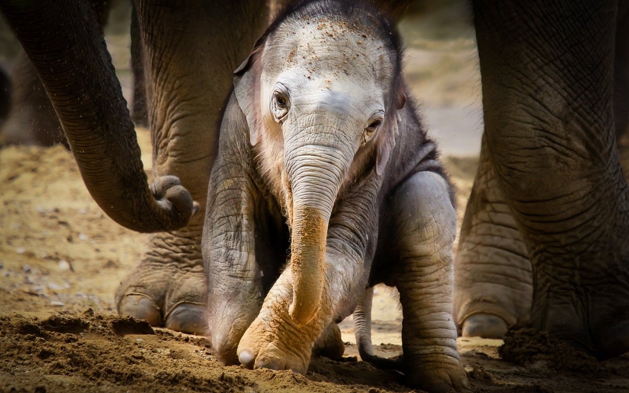 Обои животные, слоны, детеныш, слоненок, animals, elephants, cub, elephant разрешение 2048x1365 Загрузить