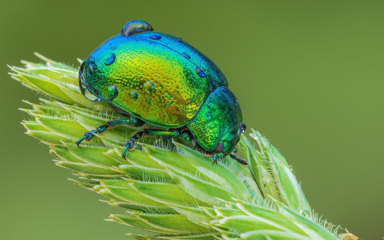 Обои жук, макро, насекомое, капли, растение, листоед, beetle, macro, insect, drops, plant, the leaf beetle разрешение 3600x2400 Загрузить