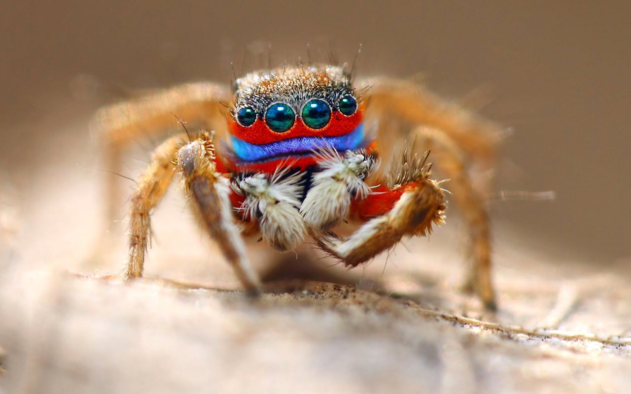 Обои глаза, макро, насекомое, паук, волоски, лапки, eyes, macro, insect, spider, hairs, legs разрешение 1920x1105 Загрузить