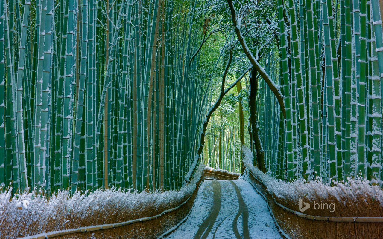 Обои природа, лес, зима, бамбук, бамбуковый, bing, nature, forest, winter, bamboo разрешение 1920x1200 Загрузить