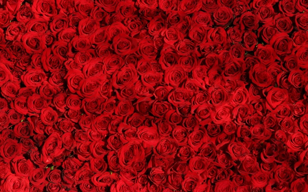 Обои цветы, розы, красные, много, flowers, roses, red, a lot разрешение 2048x1152 Загрузить
