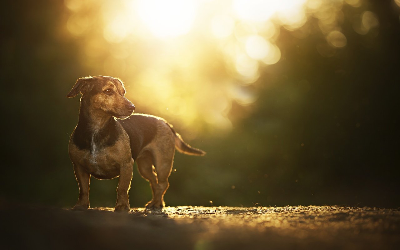 Обои дорога, закат солнца, блики, такса, собачка, боке, road, sunset, glare, dachshund, dog, bokeh разрешение 2048x1200 Загрузить