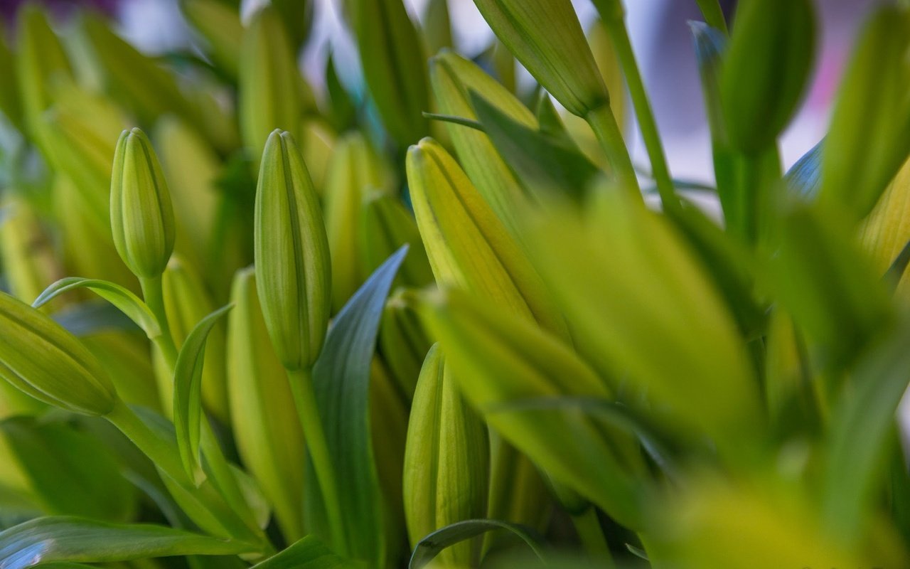 Обои цветы, бутоны, листья, макро, лилии, flowers, buds, leaves, macro, lily разрешение 2048x1365 Загрузить