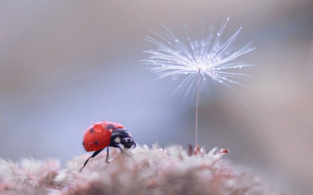 Обои жук, насекомое, фон, божья коровка, боке, пушинка, былинка, beetle, insect, background, ladybug, bokeh, fluff, blade of grass разрешение 2500x1886 Загрузить