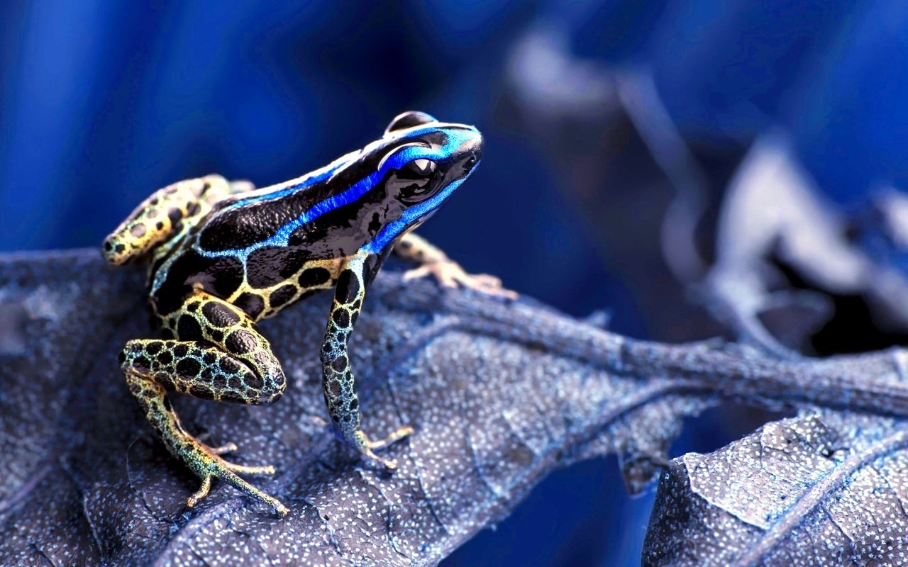 Обои макро, лягушка, растение, сухой лист, macro, frog, plant, dry leaf разрешение 2004x1269 Загрузить