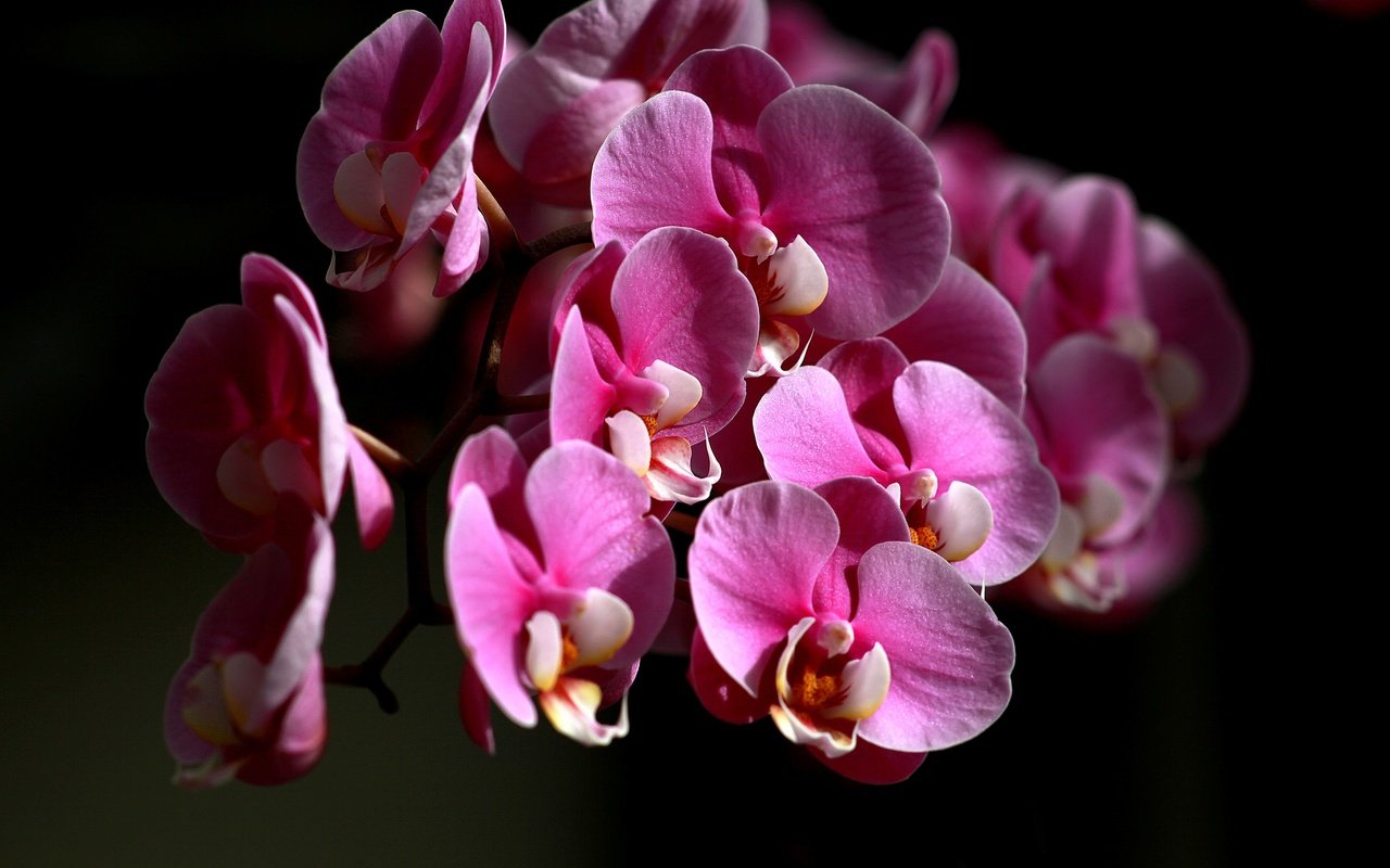 Обои цветы, лепестки, черный фон, орхидея, flowers, petals, black background, orchid разрешение 2048x1365 Загрузить
