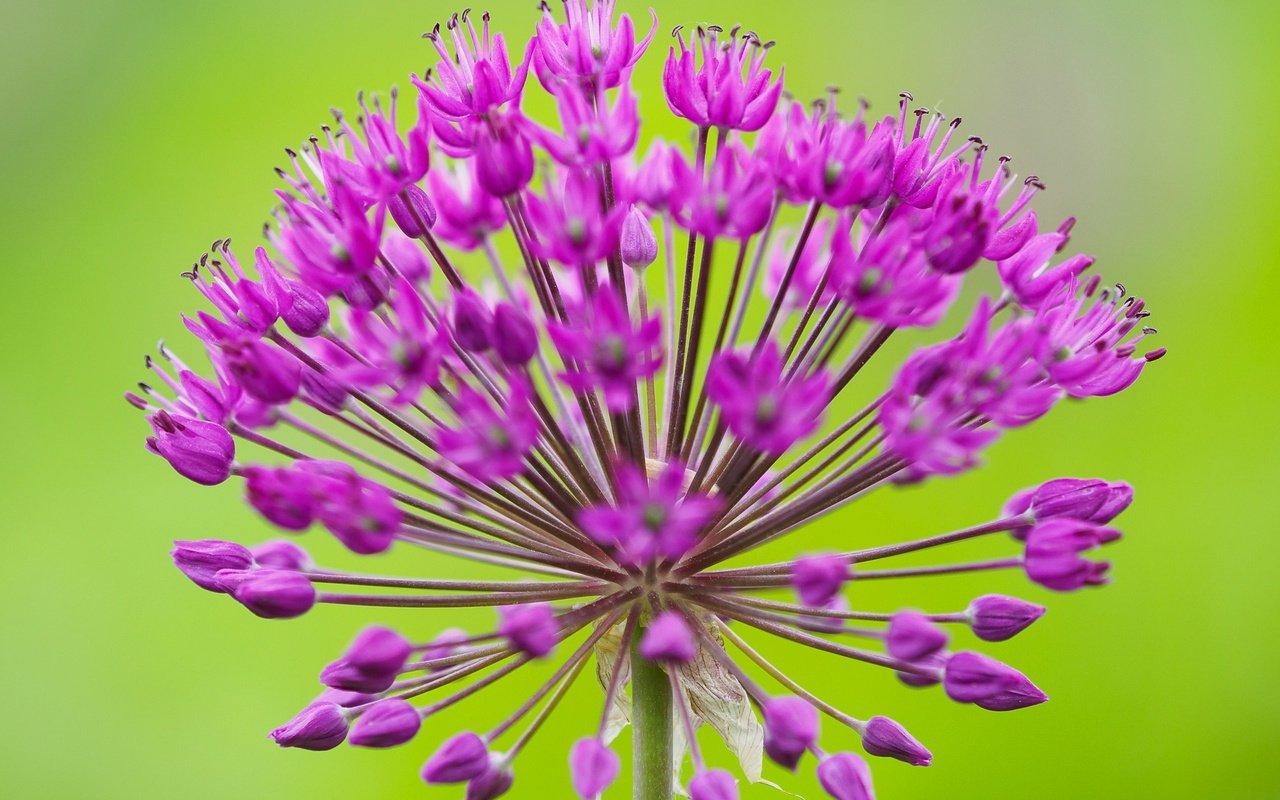 Обои макро, соцветие, декоративный лук, аллиум, macro, inflorescence, decorative bow, allium разрешение 2048x1416 Загрузить