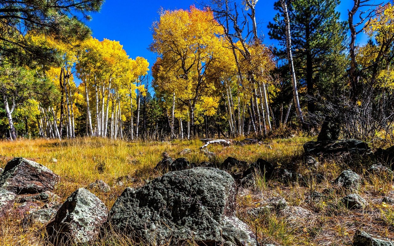 Обои небо, деревья, камни, лес, березы, осень, роща, осина, the sky, trees, stones, forest, birch, autumn, grove, aspen разрешение 2048x1152 Загрузить