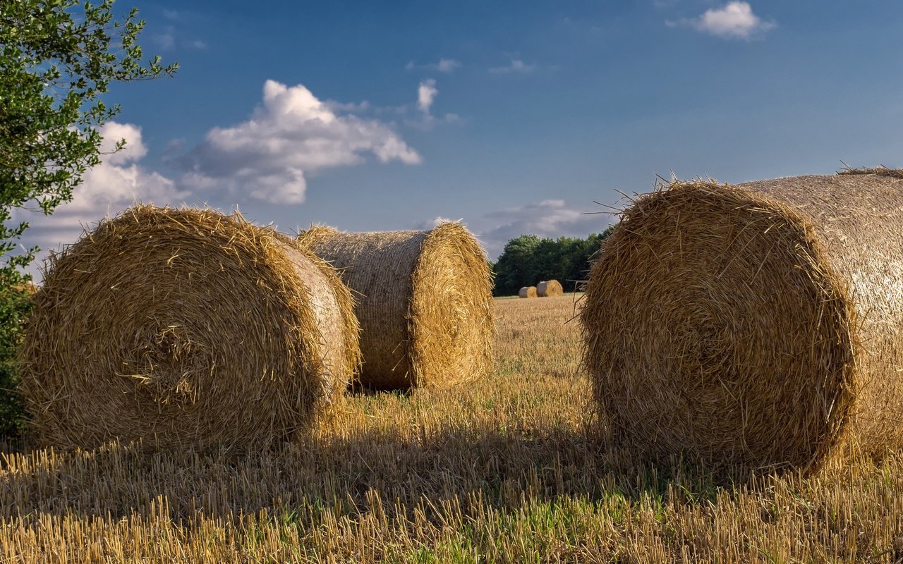 Обои небо, тюки, облака, рулоны, природа, пейзаж, поле, сено, лето, солома, the sky, bales, clouds, rolls, nature, landscape, field, hay, summer, straw разрешение 2048x1205 Загрузить