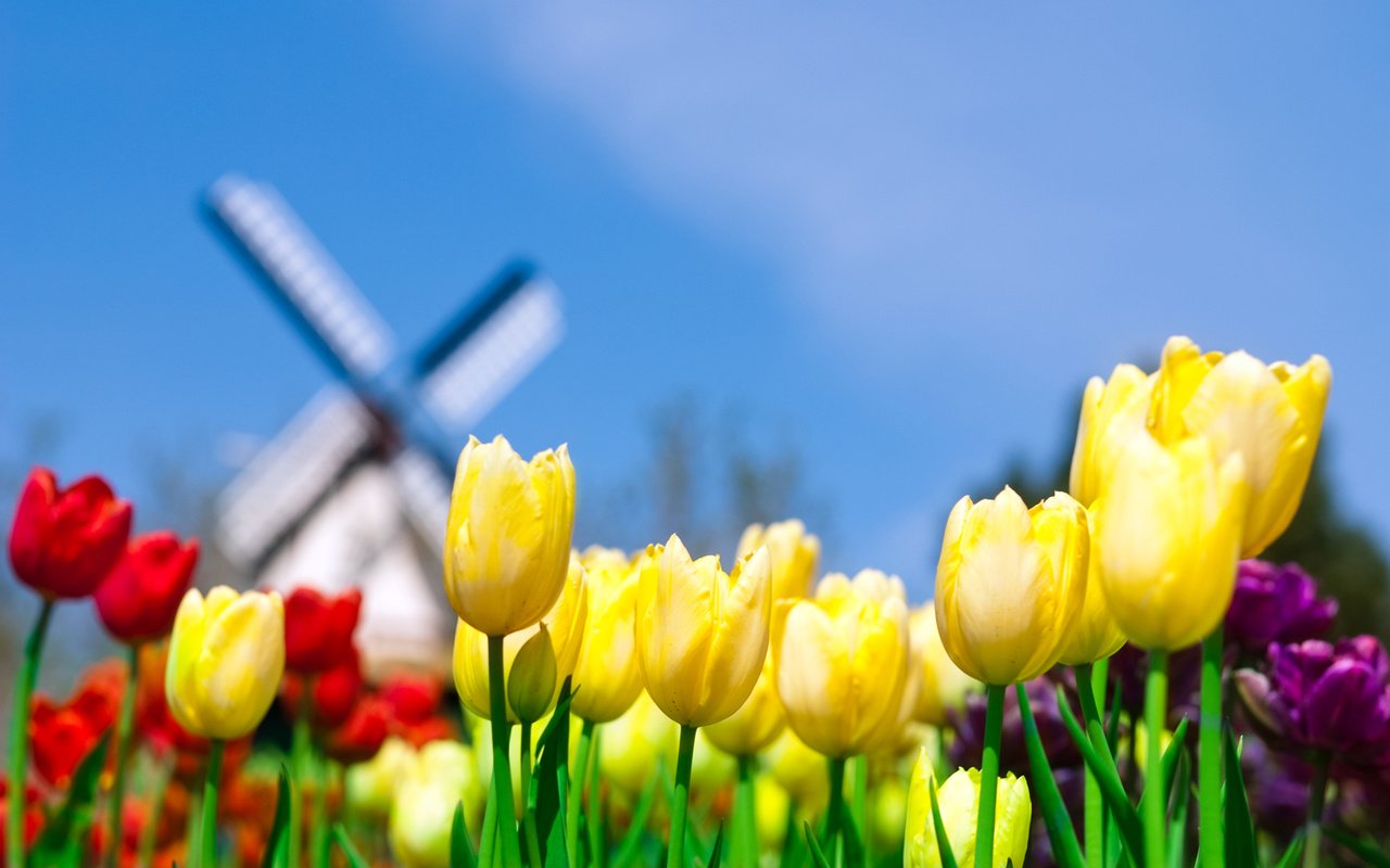 Обои небо, поле, мельница, тюльпаны, нидерланды, голландия, the sky, field, mill, tulips, netherlands, holland разрешение 1920x1200 Загрузить