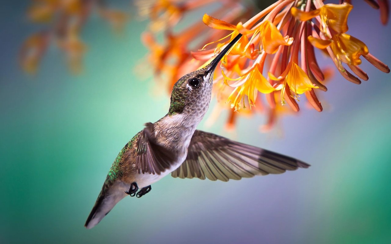 Обои полет, цветок, птица, птичка, тропики, нектар, колибри, flight, flower, bird, tropics, nectar, hummingbird разрешение 2000x1332 Загрузить