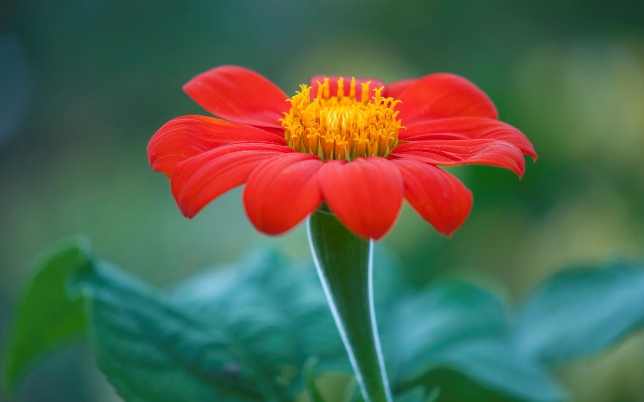 Обои природа, макро, цветок, лепестки, титония, мексиканский подсолнух, nature, macro, flower, petals, titania, mexican sunflower разрешение 4288x2848 Загрузить