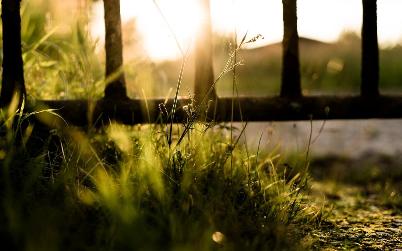 Обои свет, трава, природа, забор, light, grass, nature, the fence разрешение 2048x1264 Загрузить