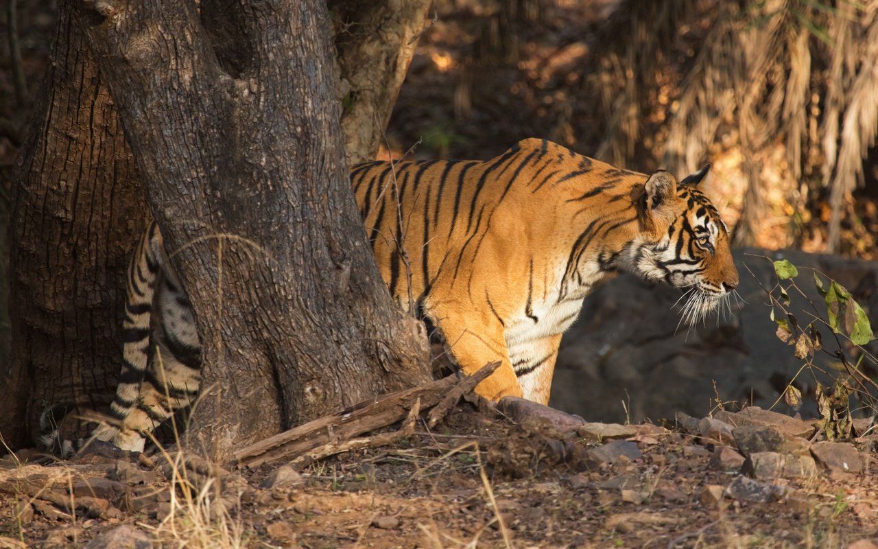 Обои тигр, дерево, хищник, профиль, дикая кошка, tiger, tree, predator, profile, wild cat разрешение 4200x2800 Загрузить