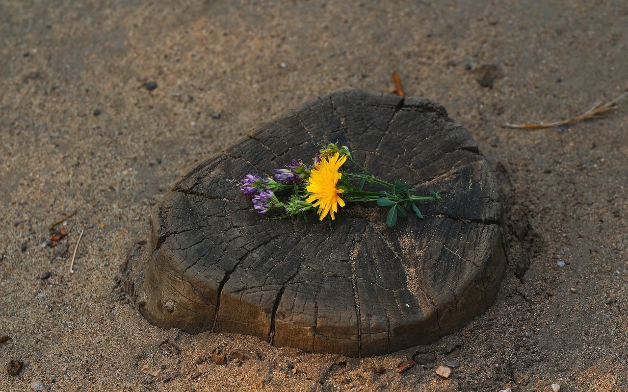 Обои цветы, клевер, песок, трещины, одуванчик, цветочки, пень, flowers, clover, sand, cracked, dandelion, stump разрешение 1920x1280 Загрузить