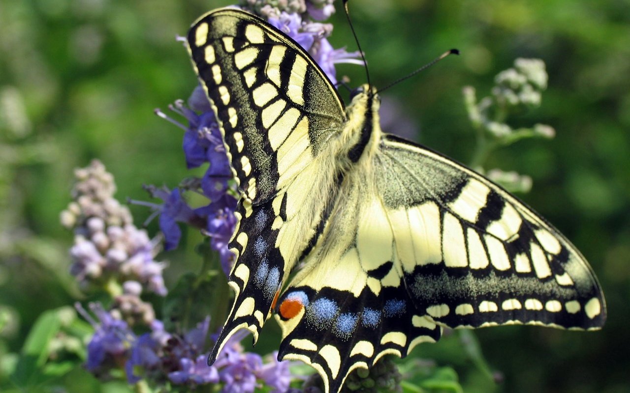 Обои цветы, насекомое, бабочка, крылья, махаон, flowers, insect, butterfly, wings, swallowtail разрешение 2080x1383 Загрузить