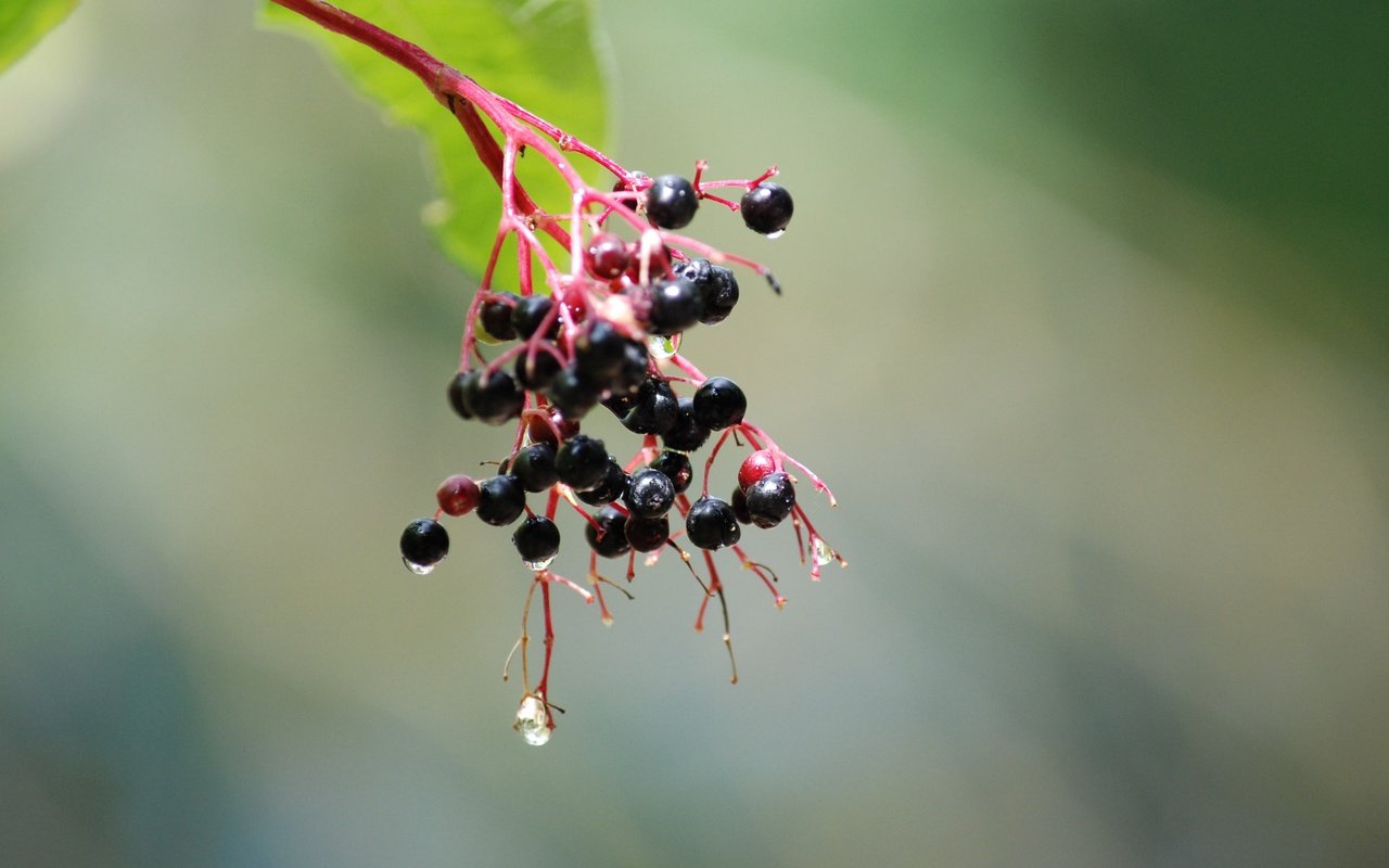 Обои ветка, природа, дерево, капли, плоды, бузина, branch, nature, tree, drops, fruit, elder разрешение 3872x2592 Загрузить