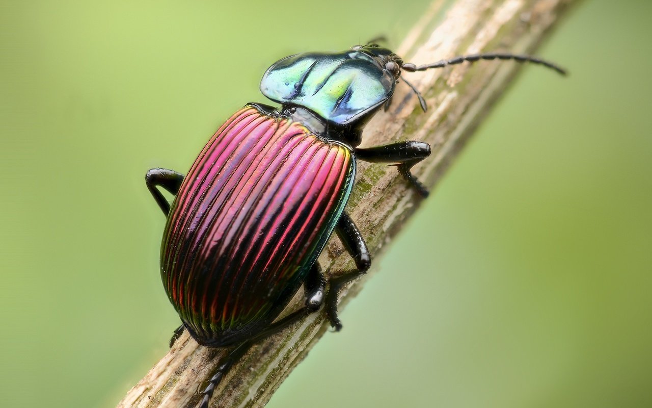 Обои жук, макро, насекомое, стебель, beetle, macro, insect, stem разрешение 2000x1325 Загрузить