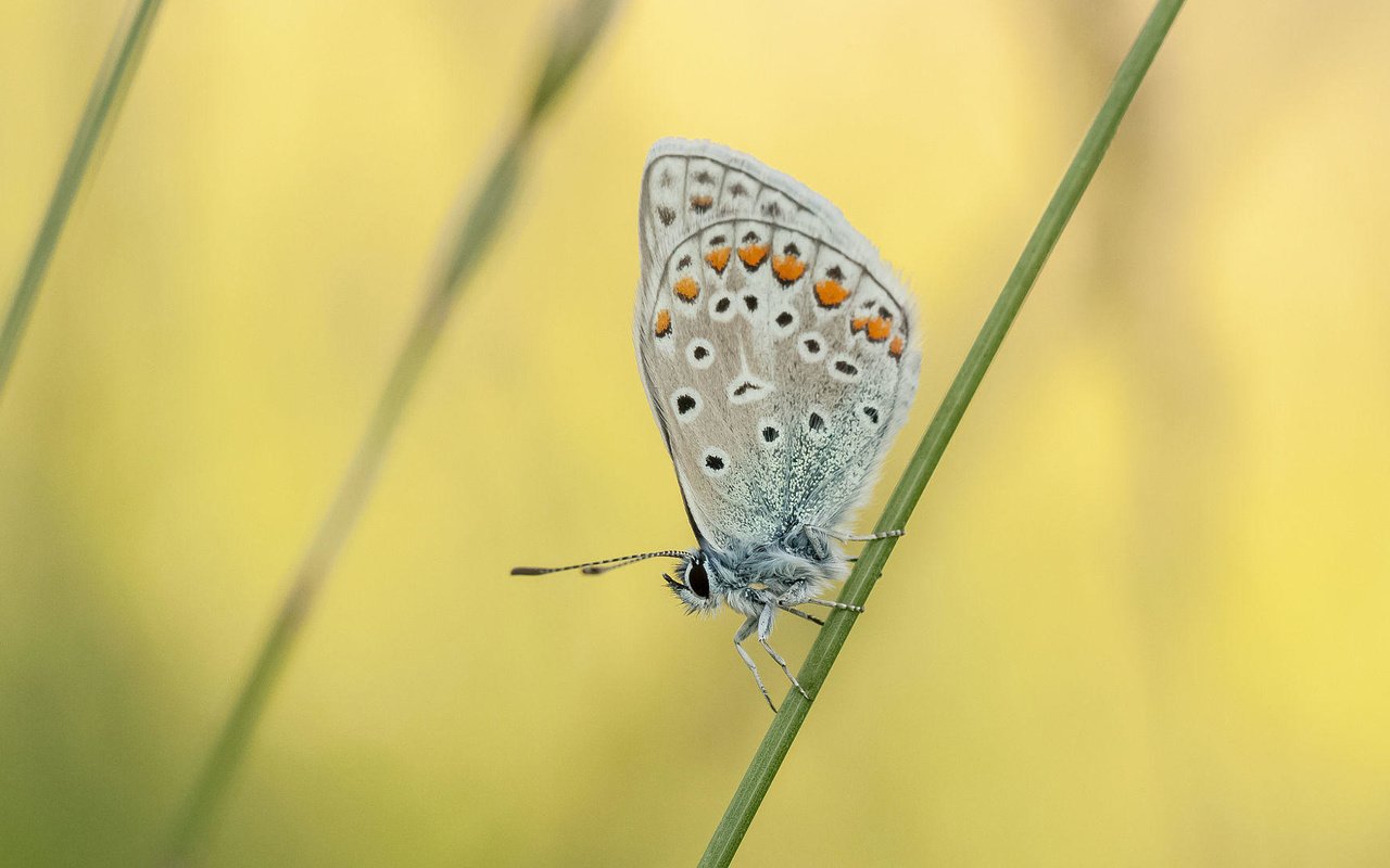 Обои насекомое, бабочка, растение, травинка, johannes dörrstock, insect, butterfly, plant, a blade of grass разрешение 2000x1093 Загрузить