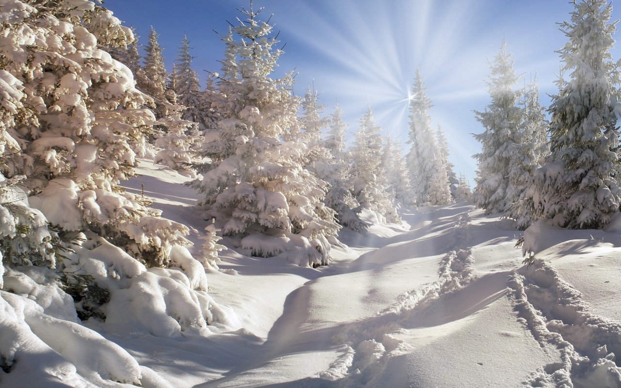 Обои небо, деревья, снег, природа, лес, зима, the sky, trees, snow, nature, forest, winter разрешение 2880x1800 Загрузить