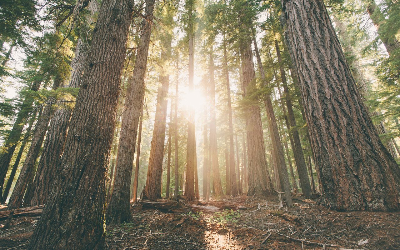 Обои деревья, лес, лучи солнца, стволы, рассвет, сосны, орегон, trees, forest, the rays of the sun, trunks, dawn, pine, oregon разрешение 3840x2400 Загрузить