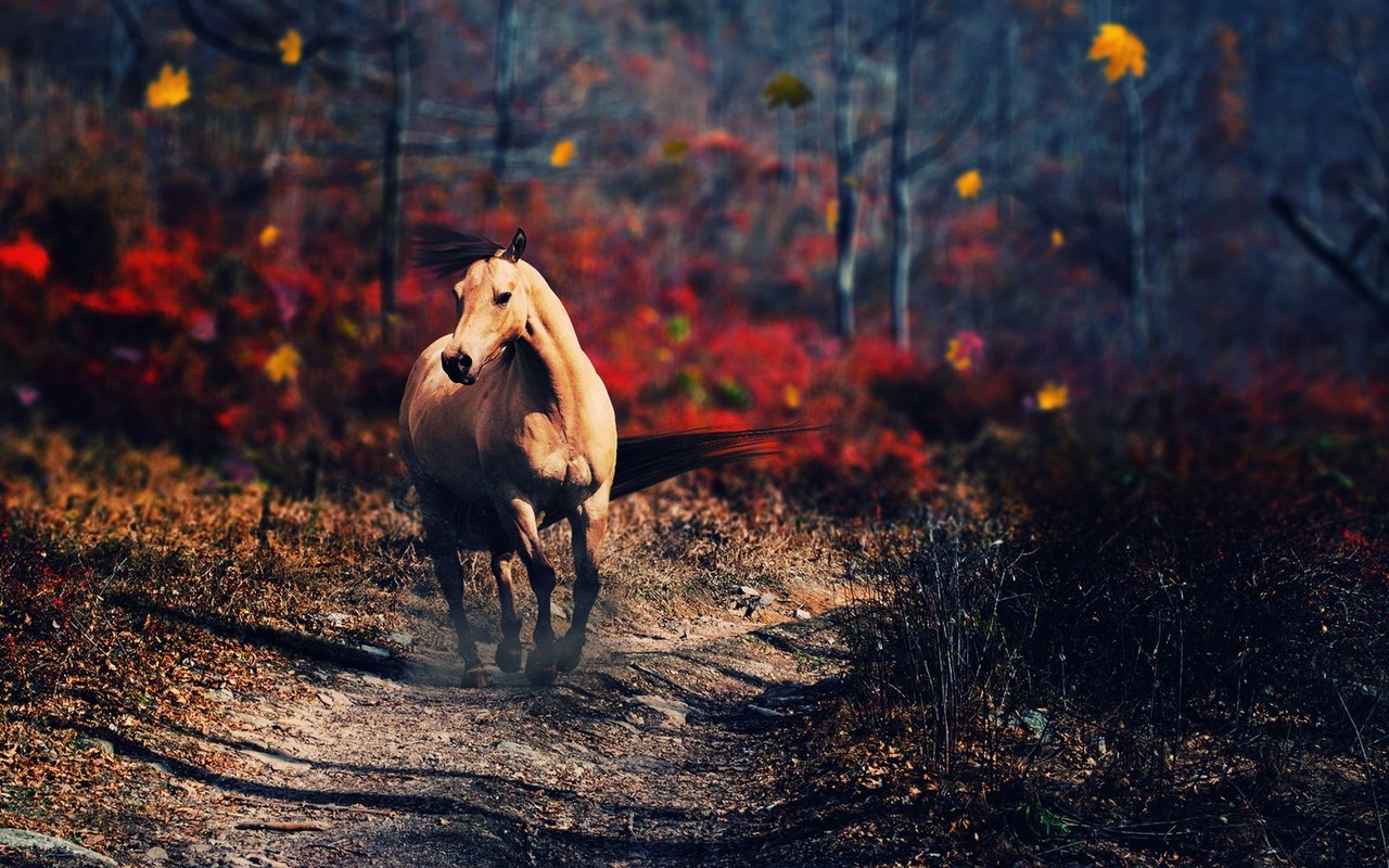 Обои лошадь, деревья, природа, осень, конь, horse, trees, nature, autumn разрешение 2560x1440 Загрузить