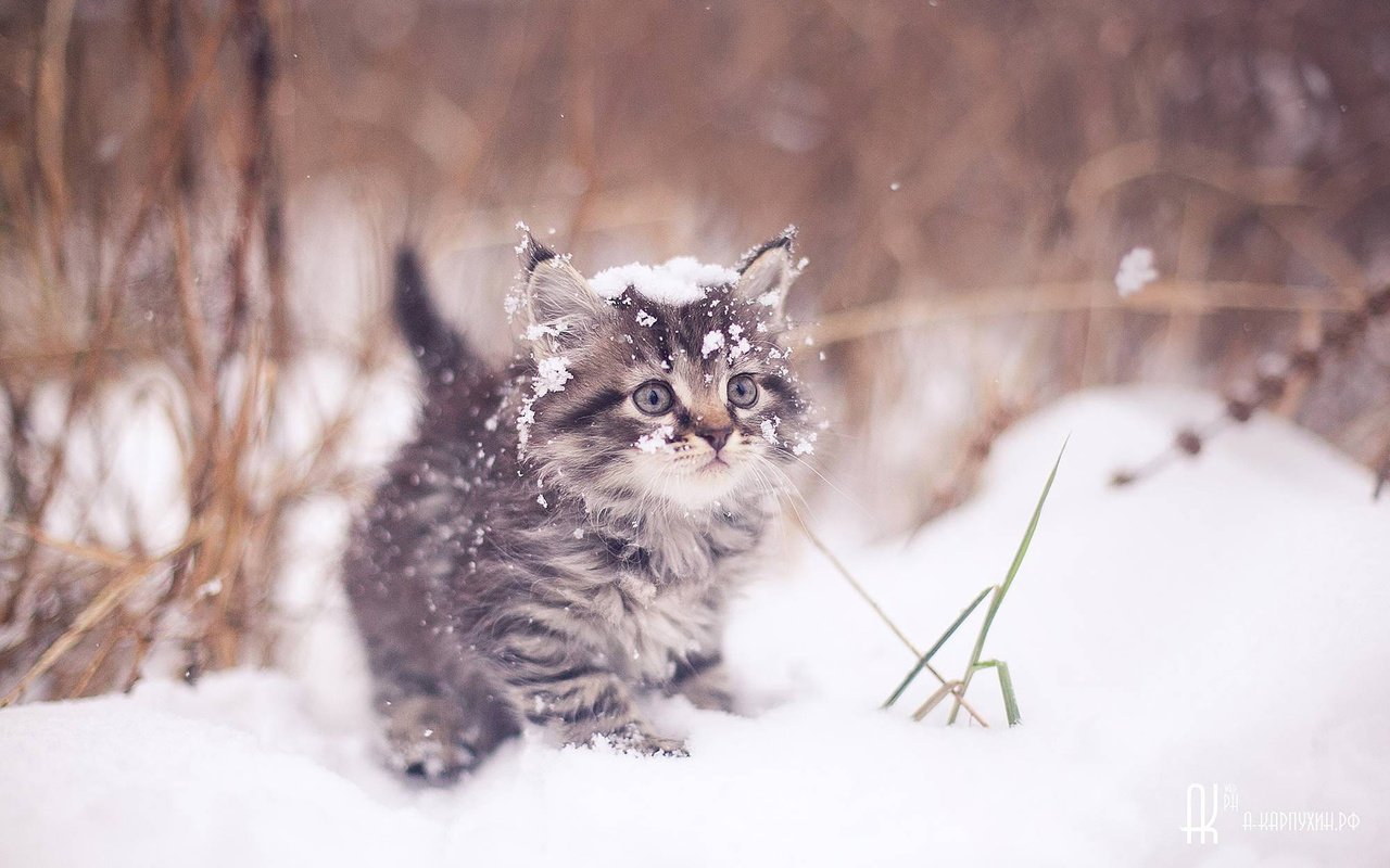 Обои зима, кот, мордочка, усы, кошка, взгляд, котенок, artem karpukhin, winter, cat, muzzle, mustache, look, kitty разрешение 1920x1200 Загрузить