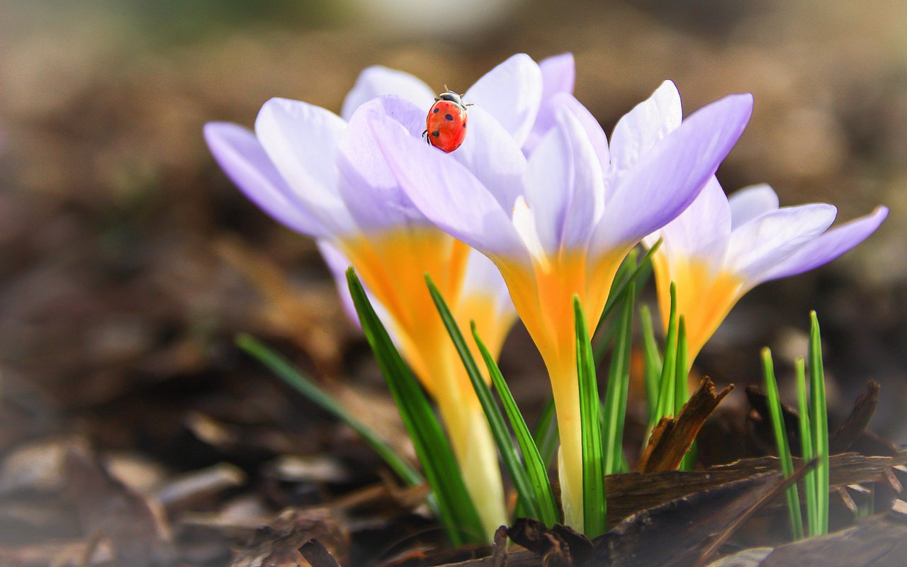 Обои цветы, насекомое, божья коровка, весна, крокусы, flowers, insect, ladybug, spring, crocuses разрешение 1920x1200 Загрузить