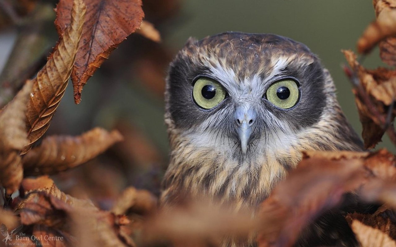 Обои глаза, сова, листья, взгляд, осень, птица, клюв, eyes, owl, leaves, look, autumn, bird, beak разрешение 1920x1194 Загрузить