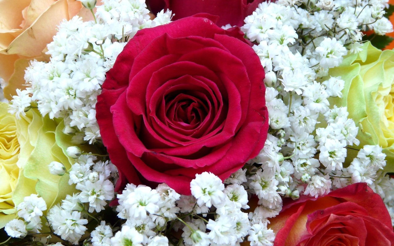 Обои цветы, бутоны, розы, красные, жемчужница, тысячелистник птармика, flowers, buds, roses, red, oyster, yarrow of ptarmica разрешение 3264x2448 Загрузить