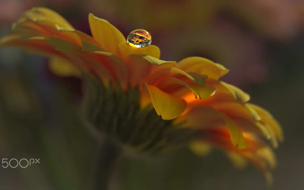 Обои макро, цветок, капля, лепестки, календула, aylin in the dropland, macro, flower, drop, petals, calendula разрешение 2000x1167 Загрузить