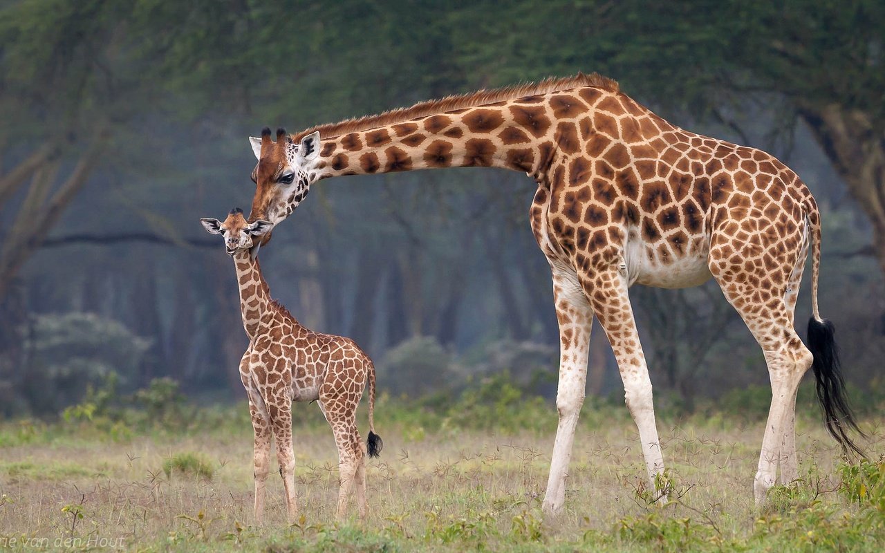 Обои африка, мама, малыш, жирафы, africa, mom, baby, giraffes разрешение 2048x1188 Загрузить