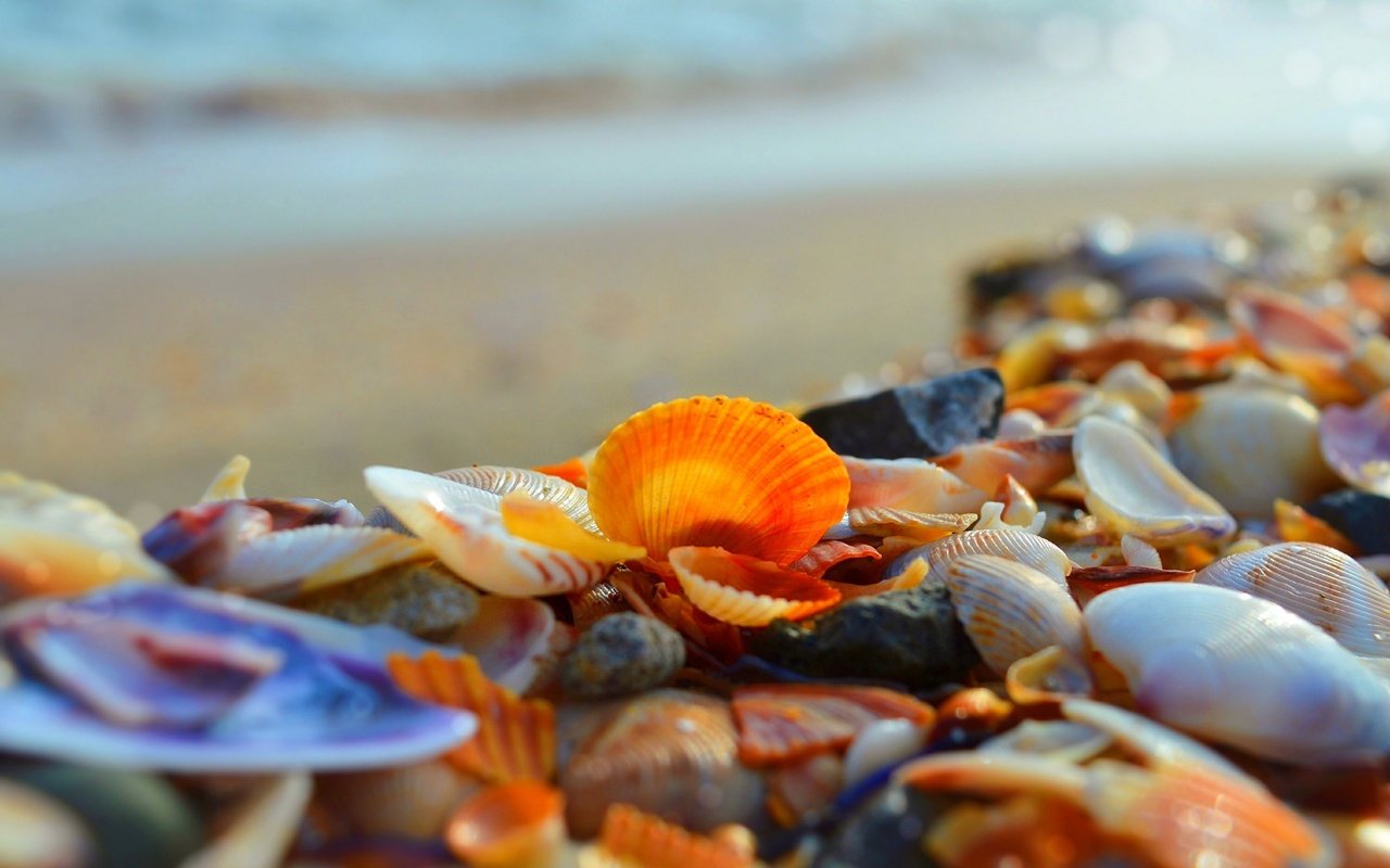 Обои берег, макро, море, ракушки, shore, macro, sea, shell разрешение 3000x1892 Загрузить