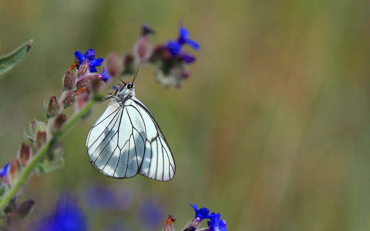 Обои насекомое, цветок, бабочка, крылья, белая, insect, flower, butterfly, wings, white разрешение 2048x1365 Загрузить