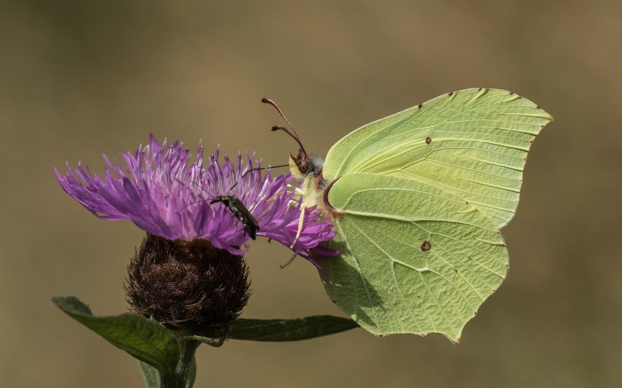 Обои насекомое, цветок, бабочка, крылья, крушинница, лимонница, insect, flower, butterfly, wings, brimstones, the limonite разрешение 2048x1365 Загрузить