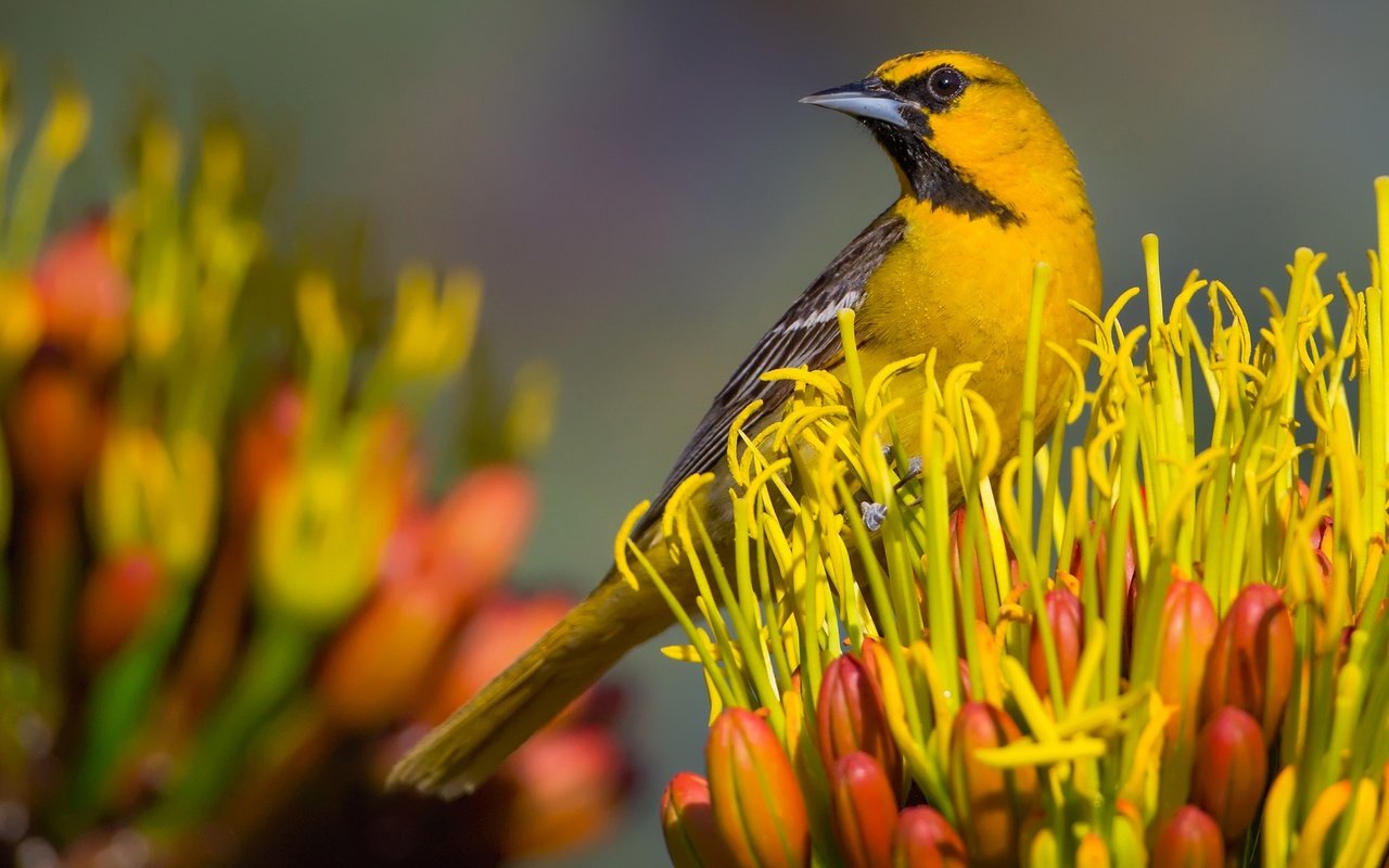 Обои цветок, птица, клюв, цветной трупиал баллока, flower, bird, beak, color trupial bullock разрешение 2048x1371 Загрузить